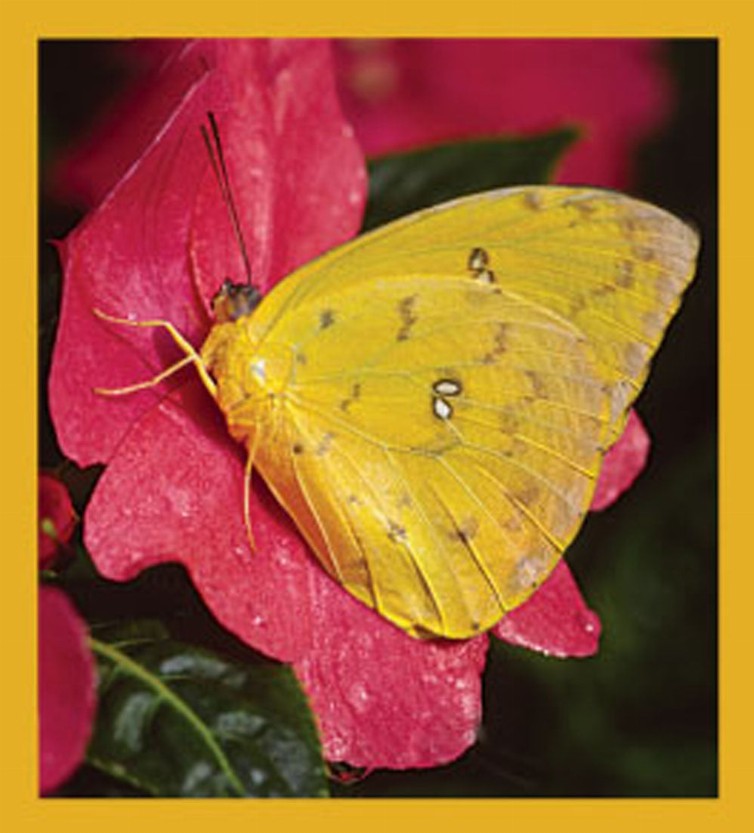 Butterfly - Magnetic Bookmark - Orange-Barred Sulphur Butterfly