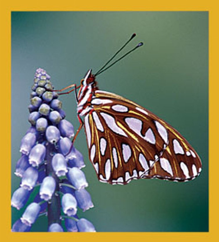 Butterfly - Magnetic Bookmark - Gulf Fritillary Butterfly