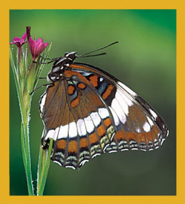 Butterfly - Magnetic Bookmark - White Admiral Butterfly