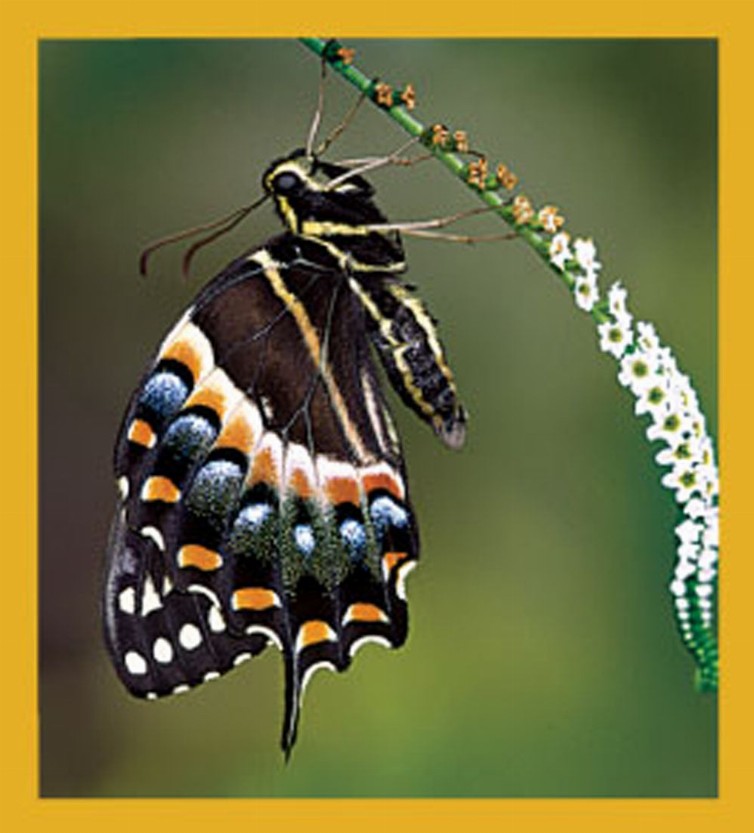 Butterfly - Magnetic Bookmark - Palamedes Swallowtail Butterfly