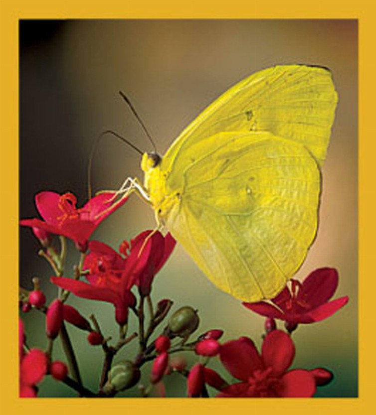 Butterfly - Magnetic Bookmark - Cloudless Sulphur Butterfly