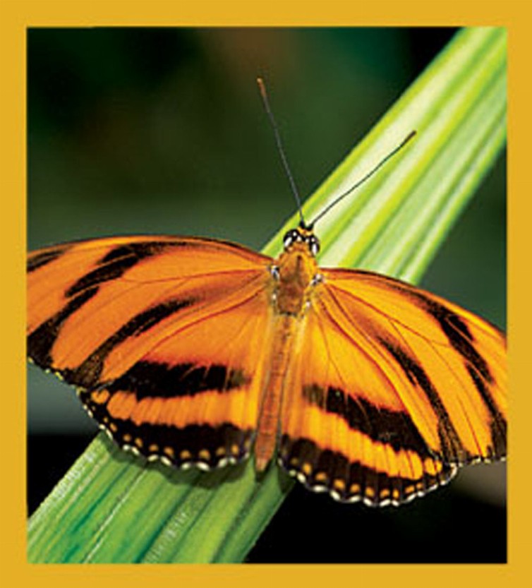 Butterfly - Magnetic Bookmark - Banded Orange Butterfly