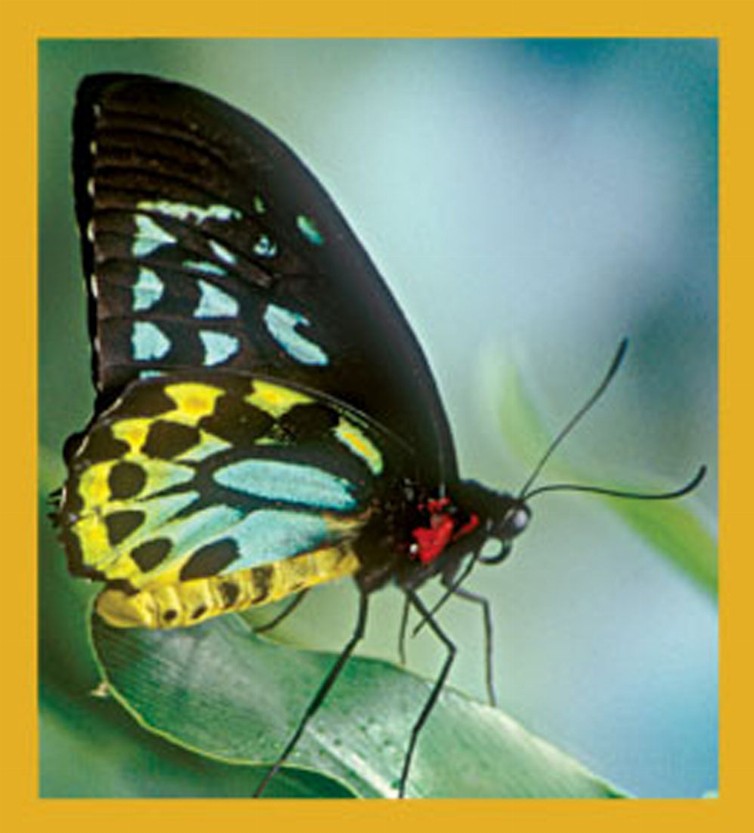 Butterfly - Magnetic Bookmark - Cairn Birdwing Butterfly