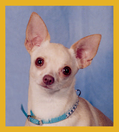 Chihuahua- Peppita - Magnetic Bookmark