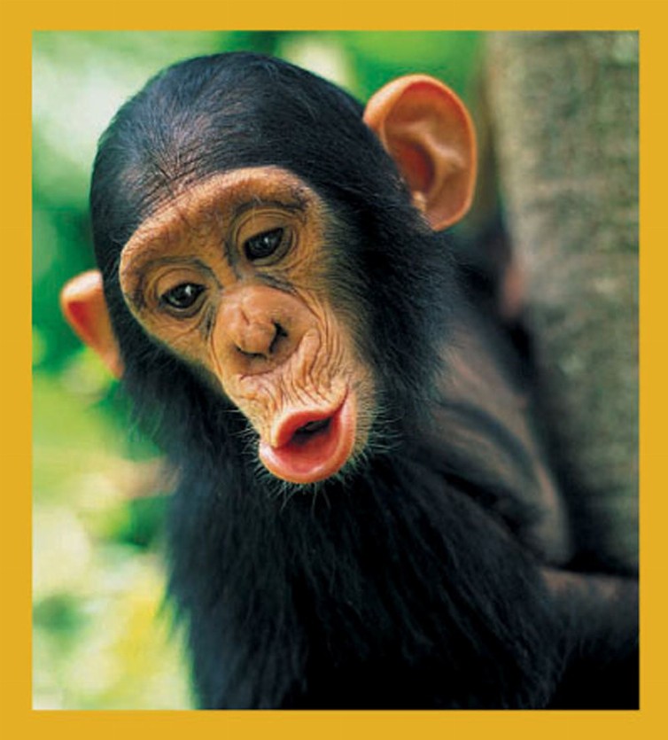 Chimpanzee - Magnetic Bookmark