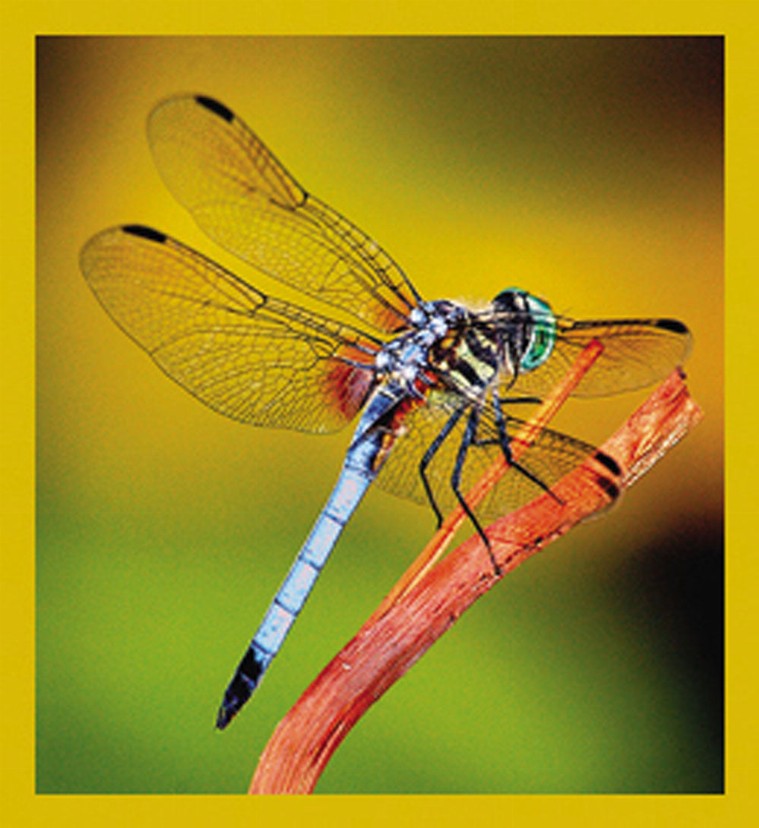 Dragonfly - Magnetic Bookmark