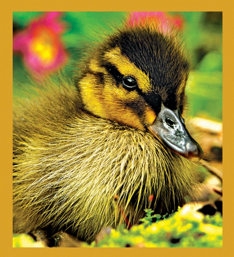 Duckling - Magnetic Bookmark