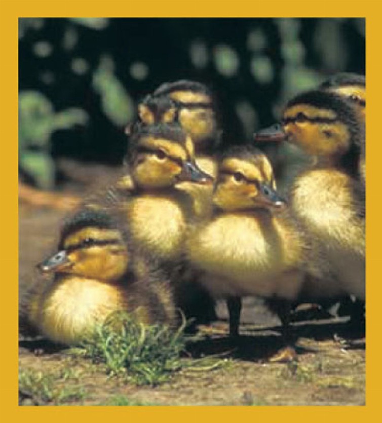 Ducklings - Magnetic Bookmark