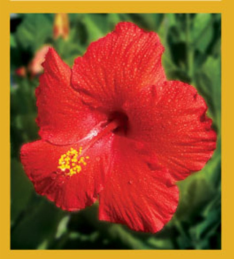 Flower Art - Magnetic Bookmark - Red Hibiscus