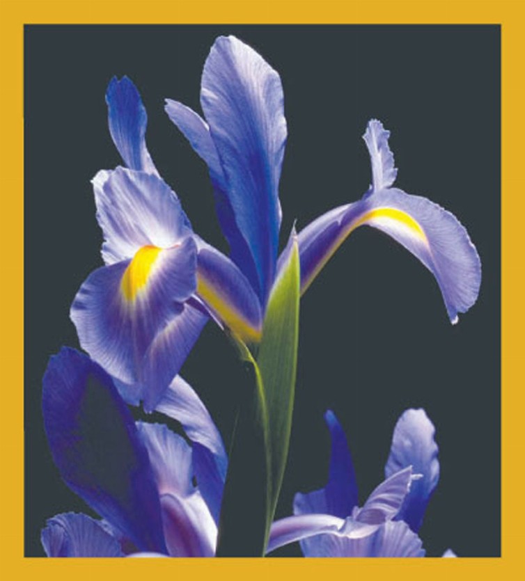 Flower Art - Magnetic Bookmark - Blue Iris