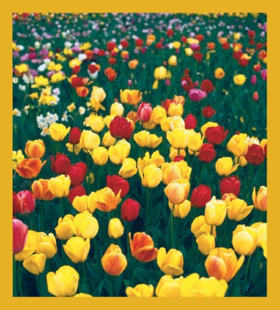 Flower Art - Magnetic Bookmark - Tulips