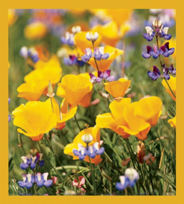 Flower Art - Magnetic Bookmark - California Poppies