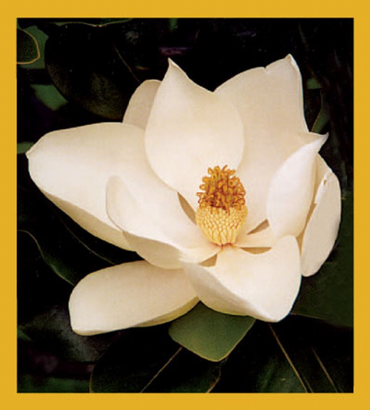 Flower Art - Magnetic Bookmark - Magnolia