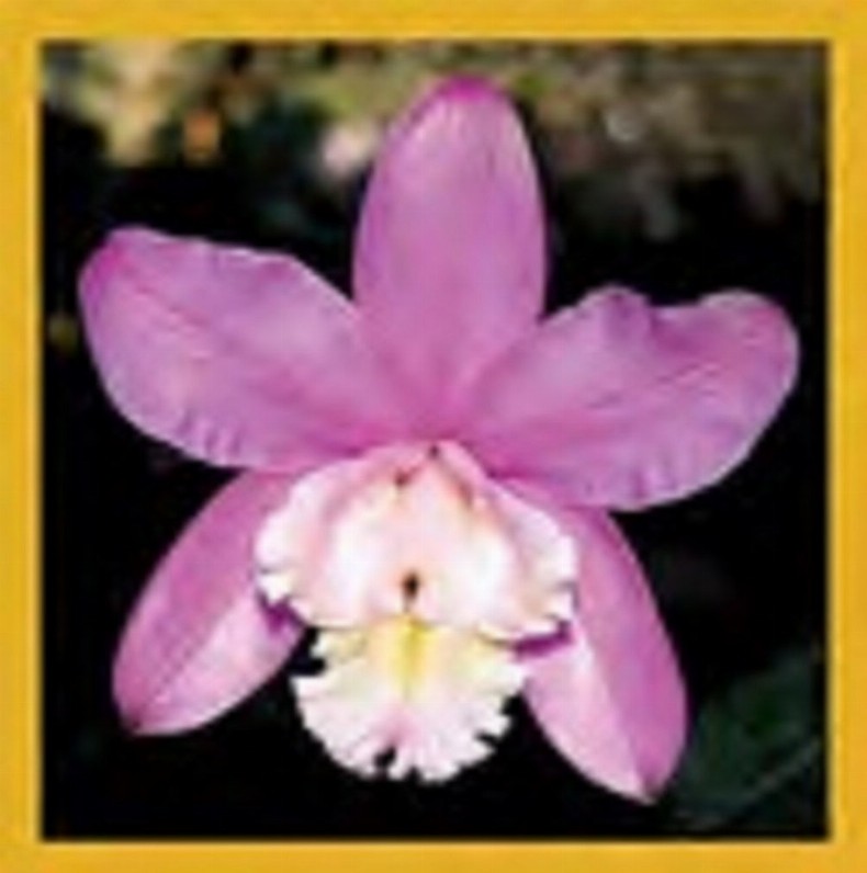 Flower Art - Magnetic Bookmark - Purple Orchid