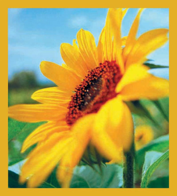 Flower Art - Magnetic Bookmark - Sunflower