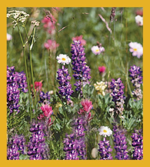 Flower Art - Magnetic Bookmark - Lupines & Wildflowers