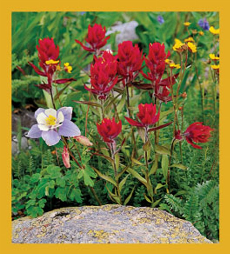 Flower Art - Magnetic Bookmark - Columbine & Paintbrush Wildflowers