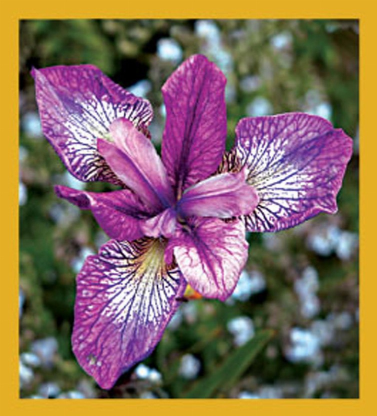 Flower Art - Magnetic Bookmark - Purple Iris