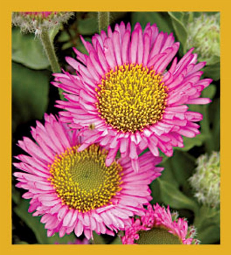 Flower Art - Magnetic Bookmark - Pink Daisy
