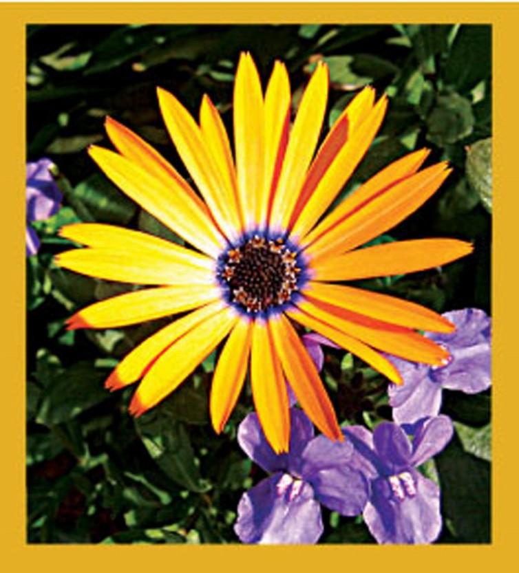 Flower Art - Magnetic Bookmark - Yellow Daisy