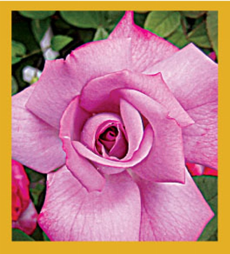 Flower Art - Magnetic Bookmark - Pink Rose