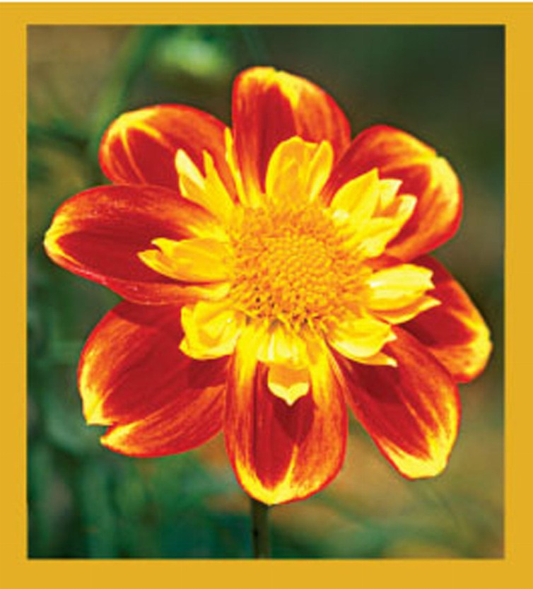 Flower Art - Magnetic Bookmark - Dahlia