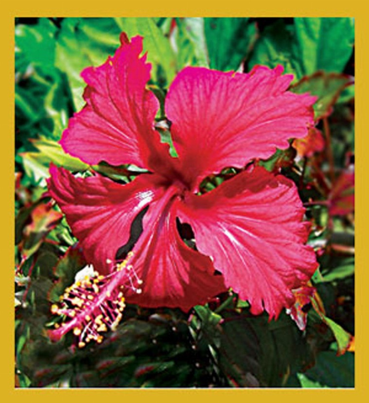 Flower Art - Magnetic Bookmark - Red Hibiscus