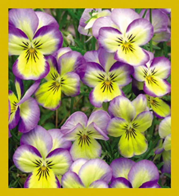 Flower Art - Magnetic Bookmark - Happy Pansies