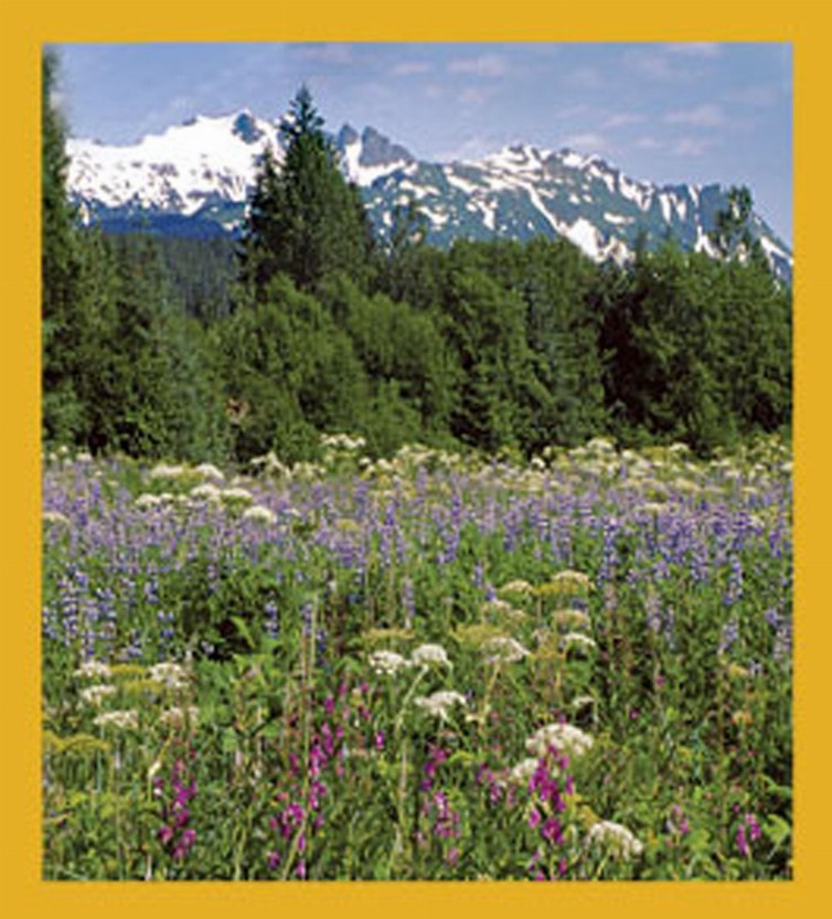 Flower Art - Magnetic Bookmark - Alaskan Bloom