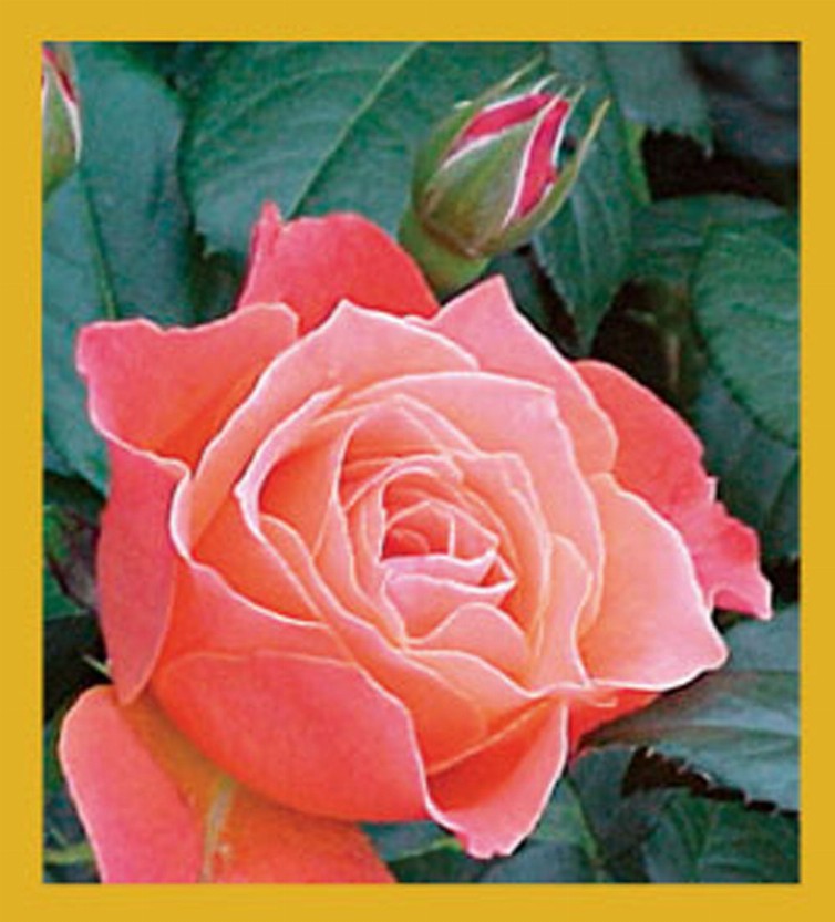 Flower Art - Magnetic Bookmark - Budding Rose