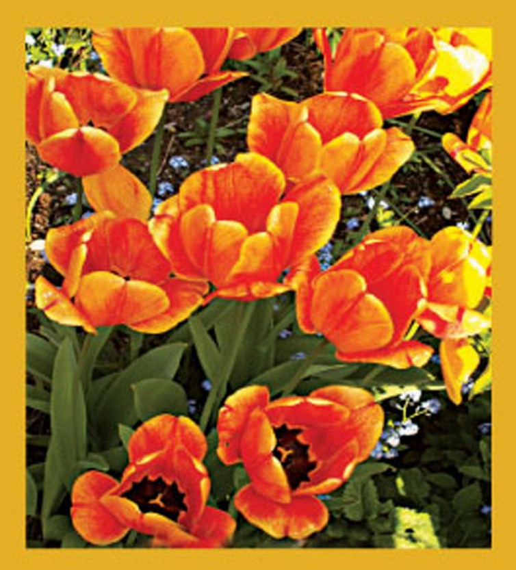 Flower Art - Magnetic Bookmark - I Love Tulips!