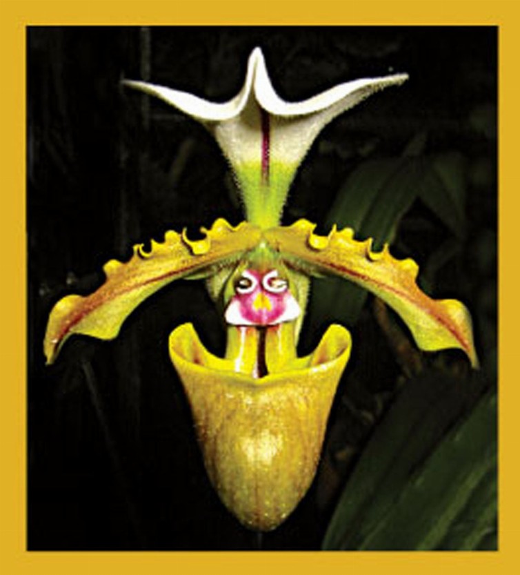 Flower Art - Magnetic Bookmark - Orchid (Paphiopedilum Spicerianum)