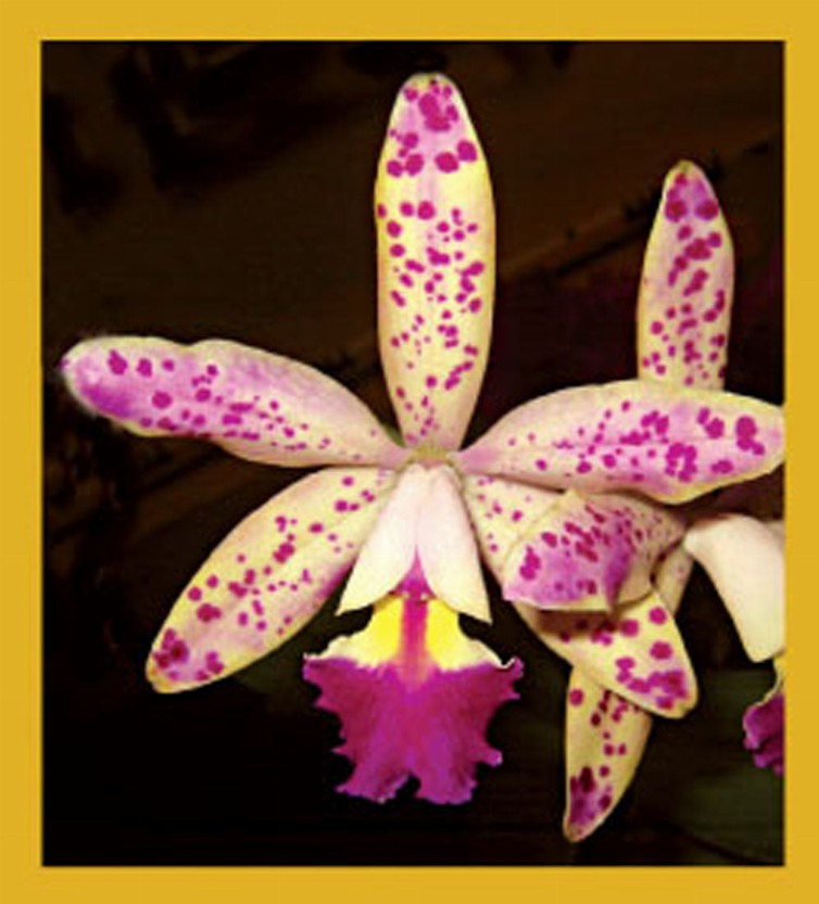 Flower Art - Magnetic Bookmark - Orchid (Cattleya)