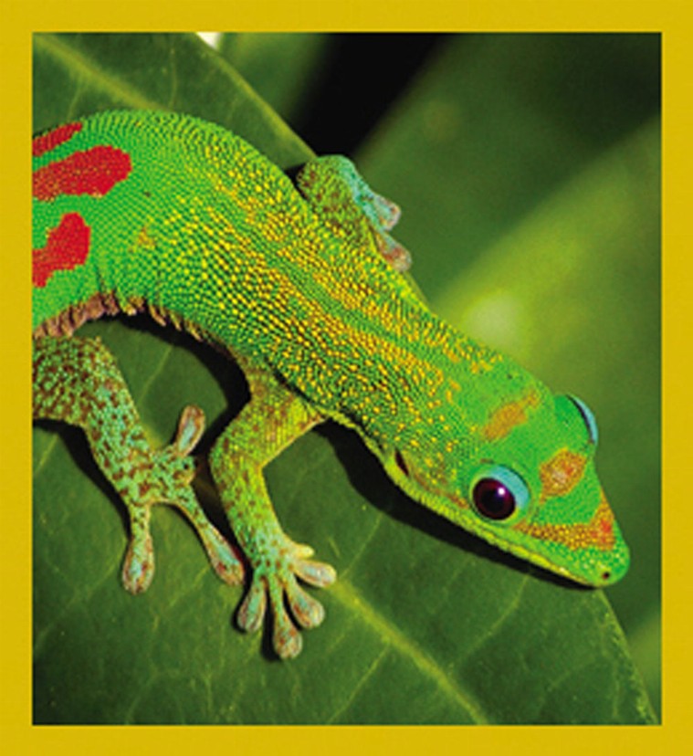 Gecko - Magnetic Bookmark