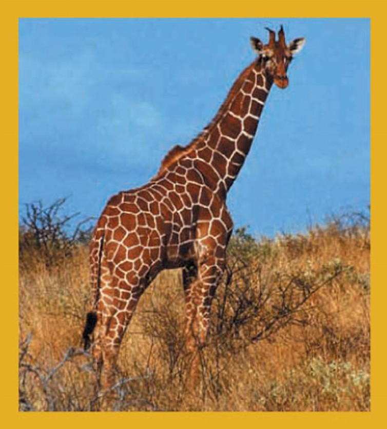 Giraffe - Magnetic Bookmark