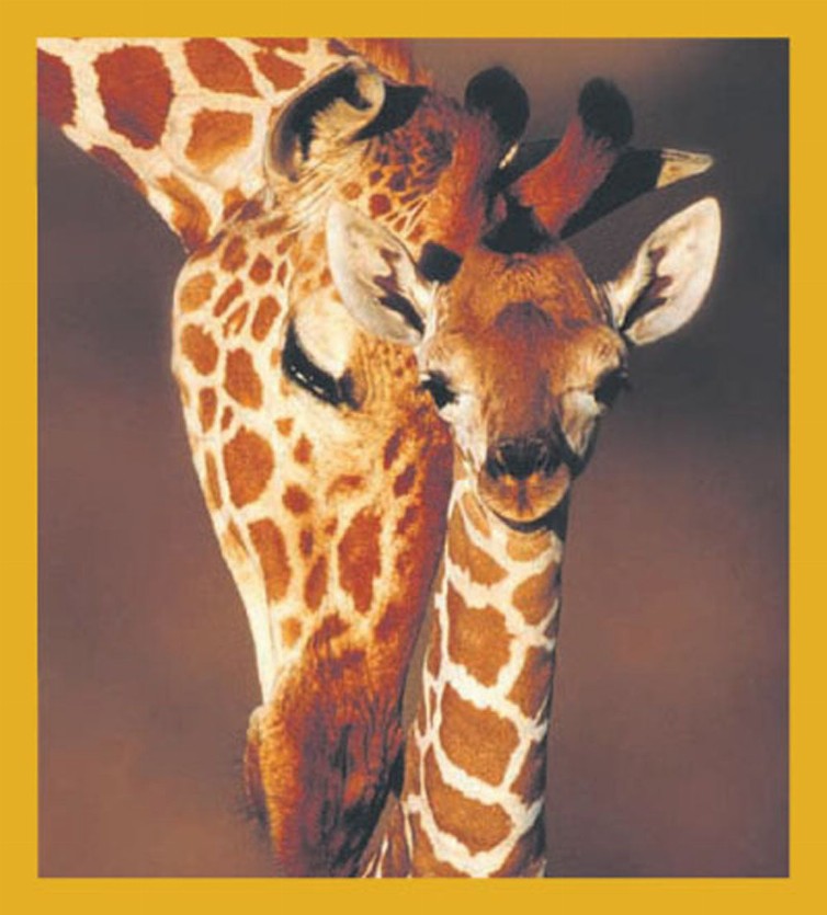 Giraffes - Magnetic Bookmark