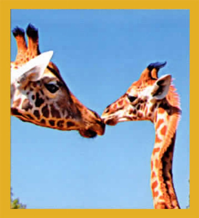 Giraffes - Magnetic Bookmark