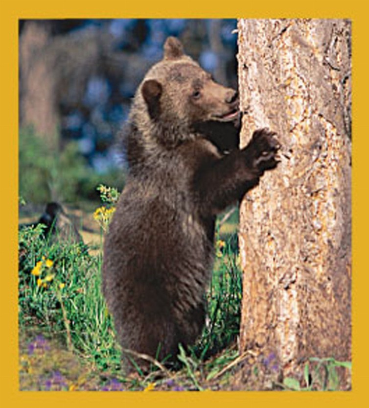 Grizzly Cub - Magnetic Bookmark