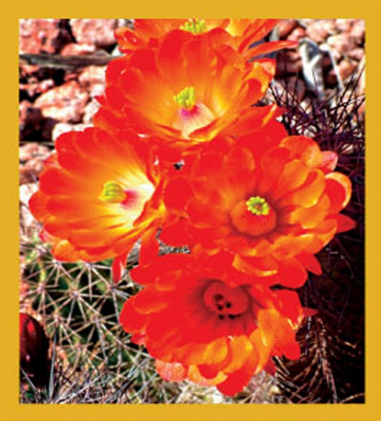 Hedgehog Cactus Flowers - Magnetic Bookmark