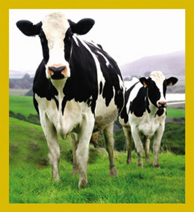 Holstein Cows - Magnetic Bookmark