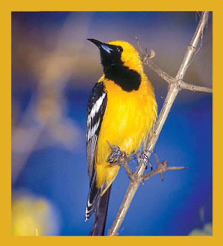 Hooded Oriole - Magnetic Bookmark