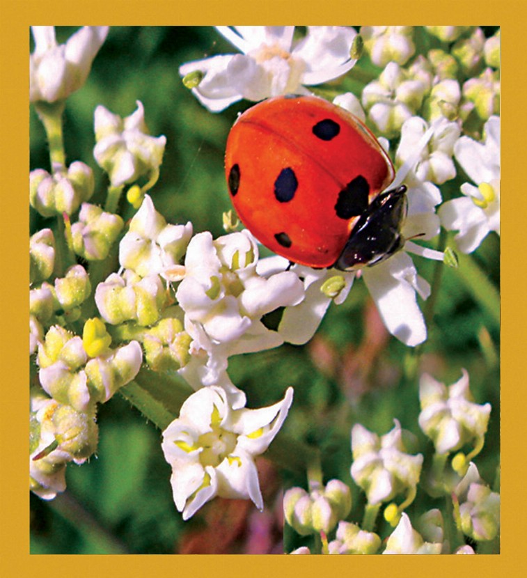 Ladybug - Magnetic Bookmark