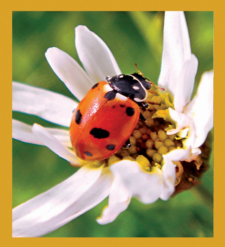Ladybug on Daisy - Magnetic Bookmark