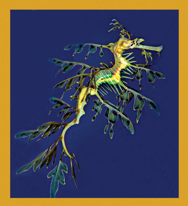 Leafy Sea Dragon - Magnetic Bookmark