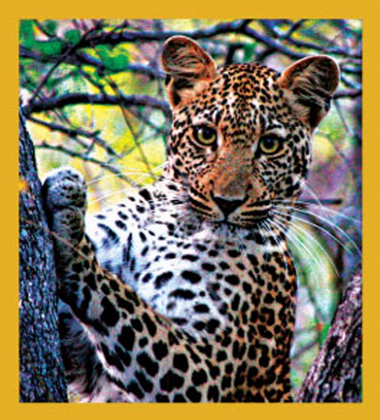 Leopard - Magnetic Bookmark