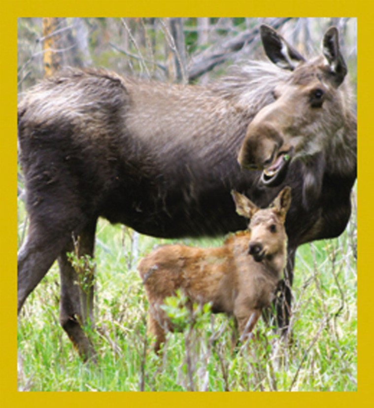 Moose with Calf - Magnetic Bookmark