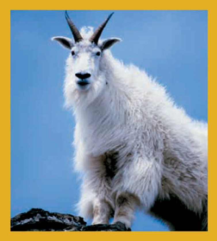 Mountain Goat - Magnetic Bookmark