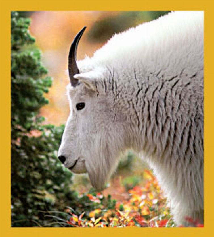 Mountain Goat - Magnetic Bookmark