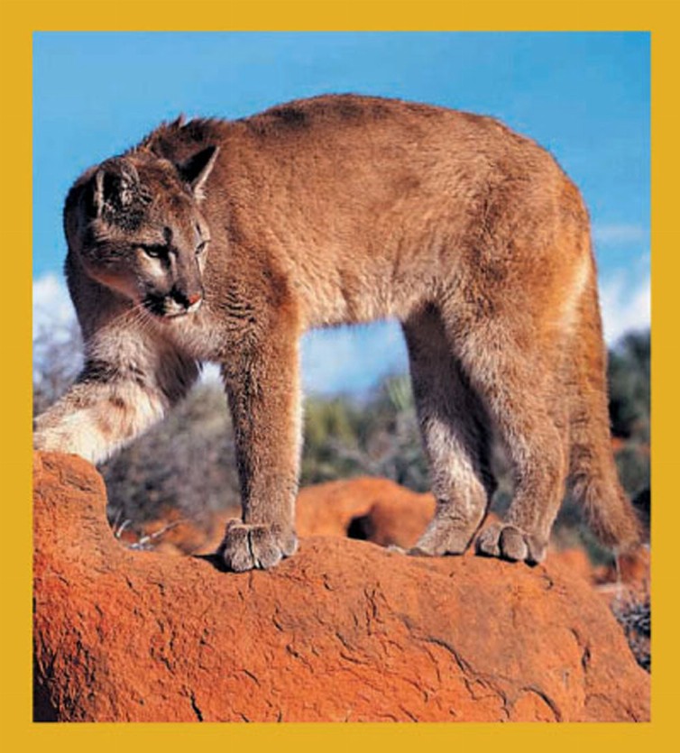 Mountain Lion - Magnetic Bookmark