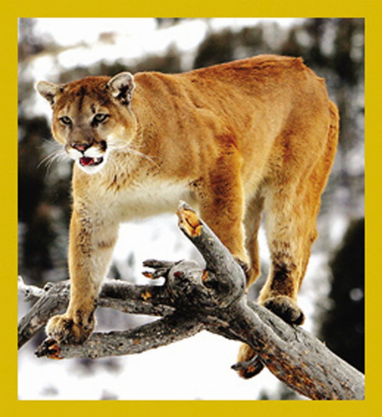Mountain Lion - Magnetic Bookmark